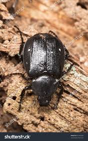 Attēlu rezultāti vaicājumam “Gnorimus variabilis”