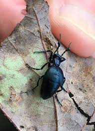 Attēlu rezultāti vaicājumam “Meloidae”