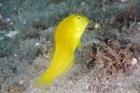 Image result for Xyrichtys novacula