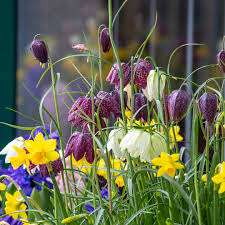 Attēlu rezultāti vaicājumam “Meleagris”