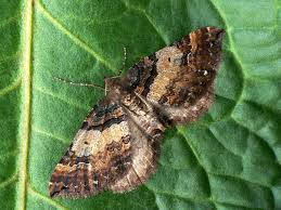 Attēlu rezultāti vaicājumam “Earophila badiata”