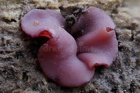 Attēlu rezultāti vaicājumam “Ascocoryne cylichnium”