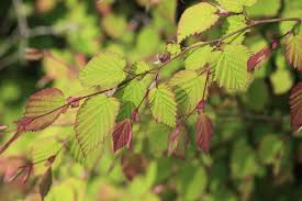 Attēlu rezultāti vaicājumam “Kurzia pauciflora”