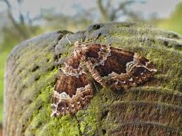 Attēlu rezultāti vaicājumam “Lampropteryx suffumata”