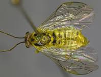 Attēlu rezultāti vaicājumam “Euura acutifoliae”