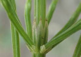 Attēlu rezultāti vaicājumam “Equisetum palustre”