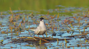 Attēlu rezultāti vaicājumam “Sterna hirundo adult”