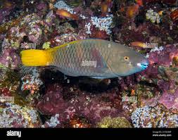 Image result for Scarus ferrugineus