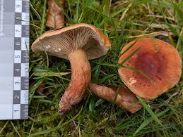 Attēlu rezultāti vaicājumam “Lactarius lygniotus”