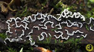 Attēlu rezultāti vaicājumam “Physarum bivalve”