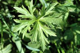 Attēlu rezultāti vaicājumam “Ranunculus acris leaf”