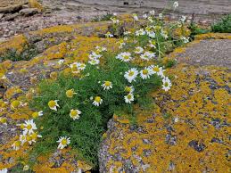 Attēlu rezultāti vaicājumam “Tripleurospermum inodorum flower”