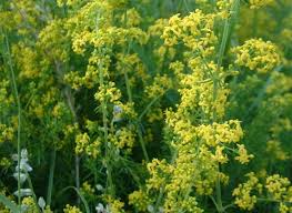 Attēlu rezultāti vaicājumam “Galium verum flower”