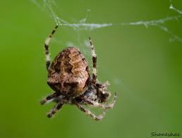 Attēlu rezultāti vaicājumam “Araneus angulatus”