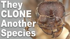 Attēlu rezultāti vaicājumam “Polypogon tentacularius”