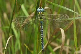 Attēlu rezultāti vaicājumam “Aeshna viridis”