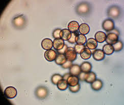 Attēlu rezultāti vaicājumam “Ophiotheca sp.”