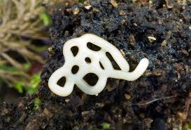 Attēlu rezultāti vaicājumam “Hemitrichia serpula macro”