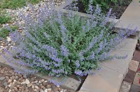 Attēlu rezultāti vaicājumam “Nepeta x faassenii leaf”