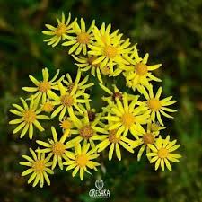 Attēlu rezultāti vaicājumam “Jacobaea vulgaris”