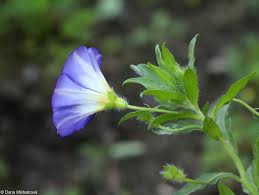 Image result for Convolvulus tricolor
