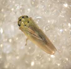 Attēlu rezultāti vaicājumam “Macrosteles nymph”