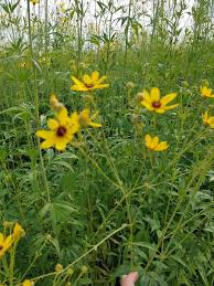 Image result for Coreopsis