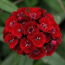 Image result for Dianthus barbatus