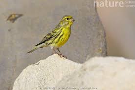 Image result for Serinus serinus