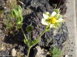 Image result for Potentilla recta