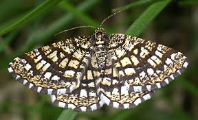 Attēlu rezultāti vaicājumam “Chiasmia clathrata”