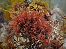 Attēlu rezultāti vaicājumam “Rhodophyta”