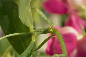 Attēlu rezultāti vaicājumam “Lathyrus tuberosus”