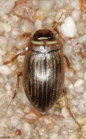 Attēlu rezultāti vaicājumam “Colymbetes striatus”