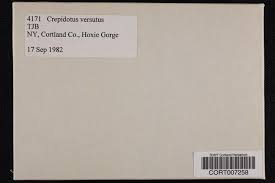 Attēlu rezultāti vaicājumam “Crepidotus versutus”