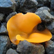 Attēlu rezultāti vaicājumam “Ascomycota”