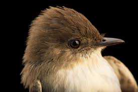 Image result for Sayornis phoebe