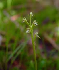 Attēlu rezultāti vaicājumam “Corallorhiza trifida flower”