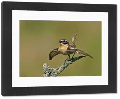 Attēlu rezultāti vaicājumam “Saxicola rubetra adult”