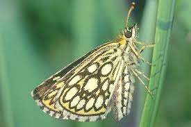 Attēlu rezultāti vaicājumam “Heteropterus morpheus underside”