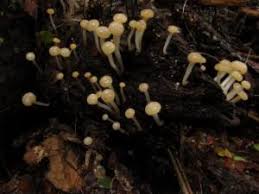 Attēlu rezultāti vaicājumam “Vibrissea decolorans”