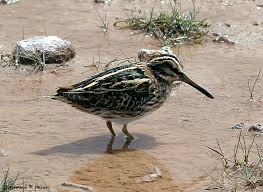 Image result for Lymnocryptes minimus