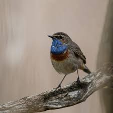 Attēlu rezultāti vaicājumam “Luscinia svecica”