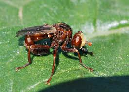 Attēlu rezultāti vaicājumam “Sicus ferrugineus”