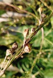 Attēlu rezultāti vaicājumam “Bunias orientalis bud”