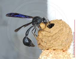 Attēlu rezultāti vaicājumam “Eumenes sp.”