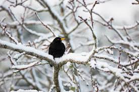 Attēlu rezultāti vaicājumam “Turdus merula male”