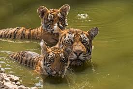 Kuvahaun tulos haulle tigers