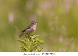 Attēlu rezultāti vaicājumam “Saxicola rubetra adult”