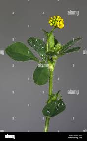 Attēlu rezultāti vaicājumam “Trifolium dubium bud”